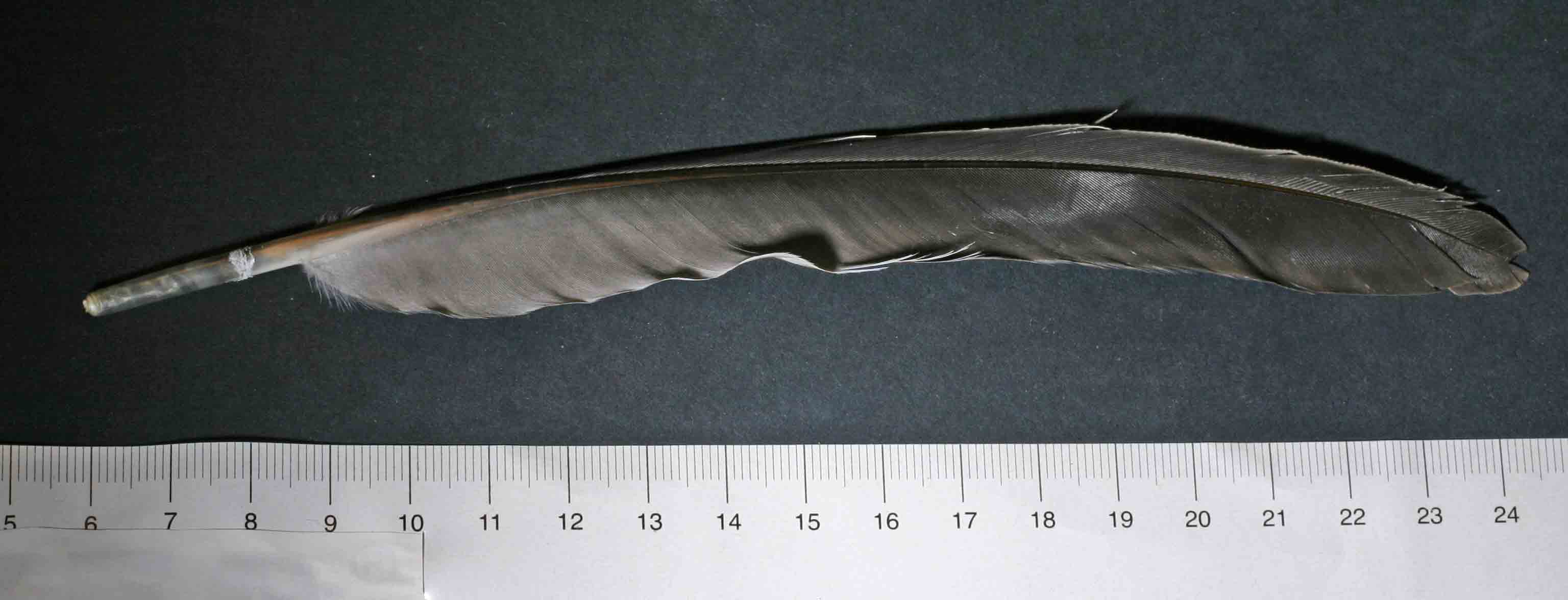 Penna 3- Colombaccio